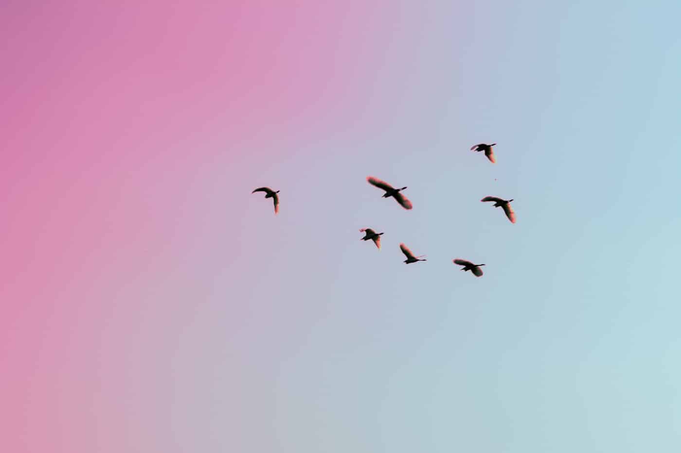 Google’s Need for Speed – Google Analytics Asynchronous Tracking Code